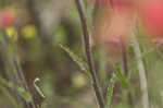 Entireleaf Indian paintbrush